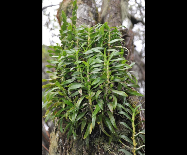 <i>Angraecum costatum</i> Frapp.,1895 &copy; F.Vandeschricke