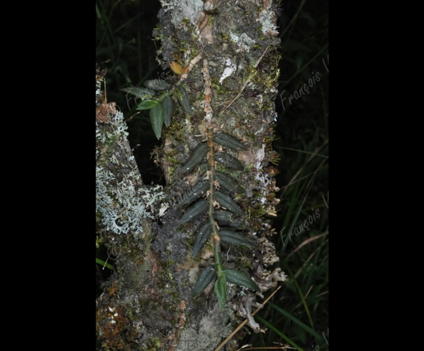 <i>Angraecum hermannii</i> (Cordem.) Schltr., 1918 &copy; F.Vandeschricke