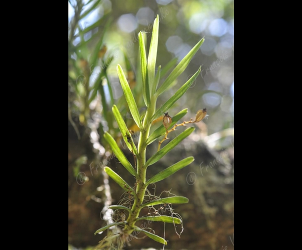 <i>Angraecum tenuifolium</i> Frapp.,1895 &copy; F.Vandeschricke