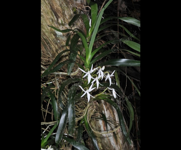 <i>Jumellea bosseri</i> Pailler, 2009 &copy; F.Vandeschricke