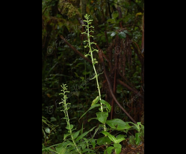 <i>Habenaria undulata</i> Frapp., 1895 &copy; F.Vandeschricke