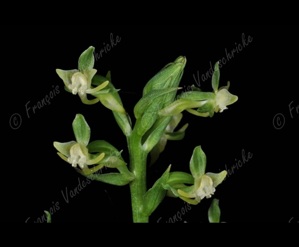 <i>Habenaria cadetiorum</i> Pailler, 2020 &copy; F.Vandeschricke