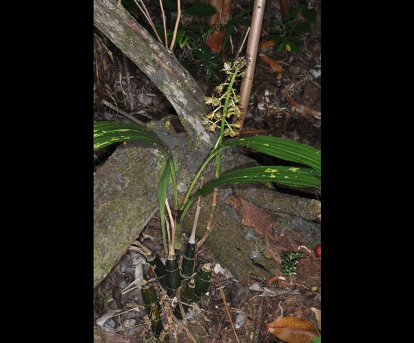 <i>Oeceoclades pulchra</i> (Thouars) P.J.Cribb & M.A.Clem., 1989 &copy; F.Vandeschricke