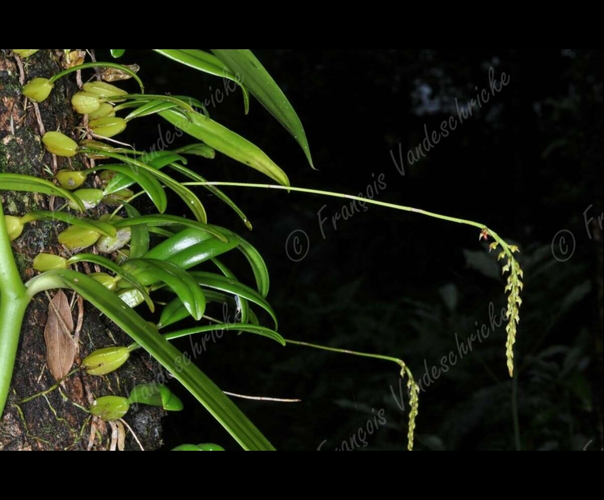 <i>Bulbophyllum incurvum</i> variante jaune Thouars, 1822 &copy; F.Vandeschricke