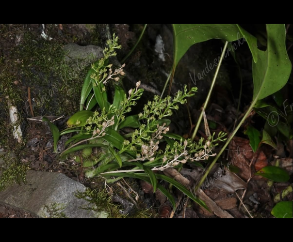 <i>Liparis cespitosa</i> (Lam.) Lindl., 1825 &copy; F.Vandeschricke