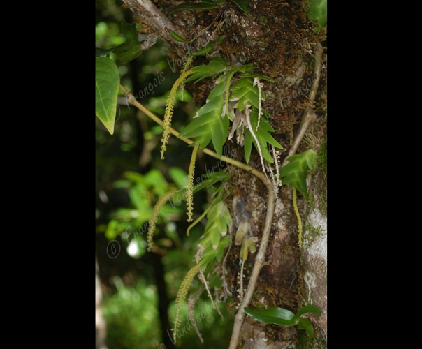 <i>Oberonia disticha</i>) (Lam.) Schltr., 1925 &copy; F.Vandeschricke