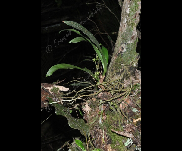 <i>Angraecum caulescens</i> Thouars, 1822 &copy; F.Vandeschricke