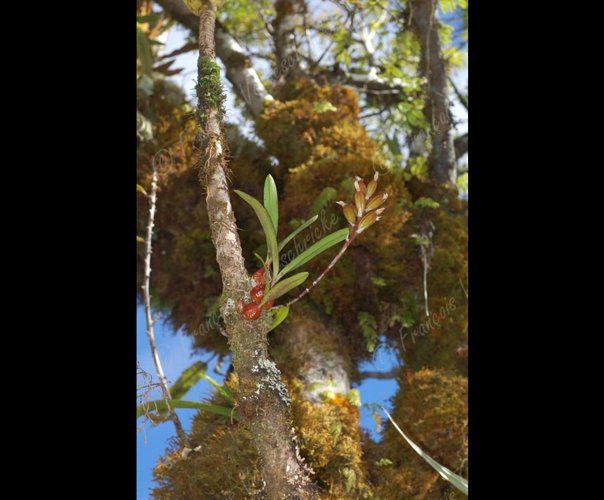 <i>Bulbophyllum cylindrocarpum</i> Frapp., 1895 &copy; F.Vandeschricke