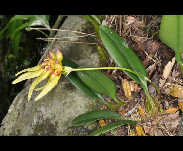<i>Bulbophyllum longiflorum</i> variante jaune Thouars, 1822 &copy; F.Vandeschricke