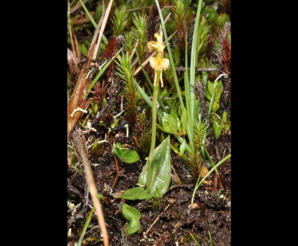 <i>Liparis microcharis</i>) Schltr., 1925 &copy; F.Vandeschricke