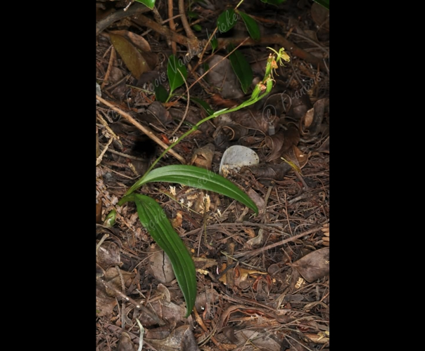 <i>Liparis flavescens</i> (Thouars) Lindl., 1825 &copy; F.Vandeschricke