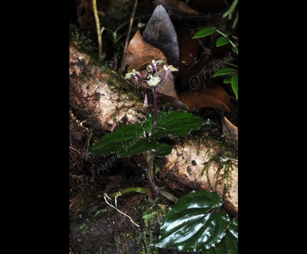 <i>Liparis salassia</i> (Pers.) Summerh., 1953 &copy; F.Vandeschricke