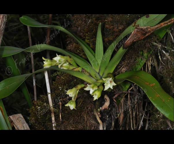 <i>Angraecum cadetii</i> Bosser, 1987 &copy; F.Vandeschricke