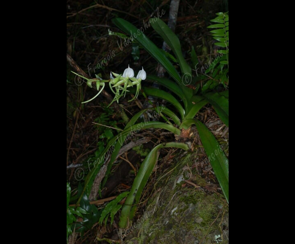 <i>Angraecum eburneum</i> Bory, 1804 &copy; F.Vandeschricke