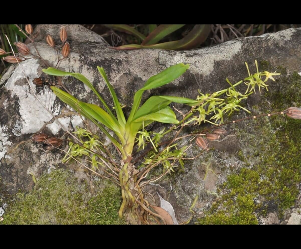 <i>Angraecum calceolus</i> Thouars, 1822 &copy; F.Vandeschricke