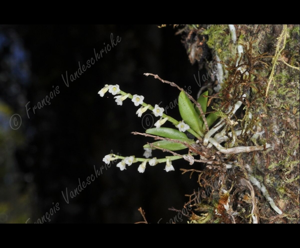 <i>Angraecum tenellum</i> (Ridl.) Schltr., 1915 &copy; F.Vandeschricke