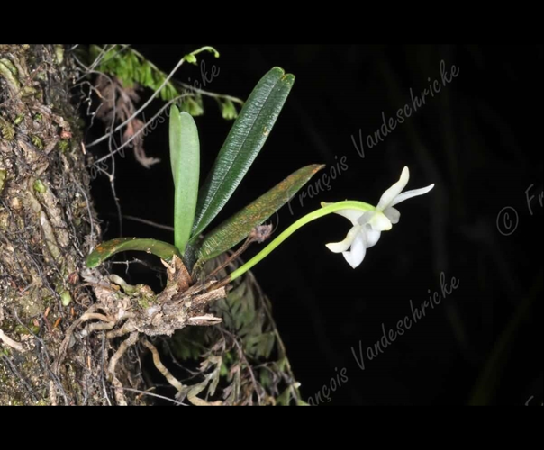 <i>Angraecum cucullatum</i> Thouars, 1822 &copy; F.Vandeschricke