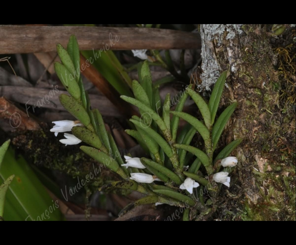 <i>Angraecum pectinatum</i> Thouars, 1822 &copy; F.Vandeschricke