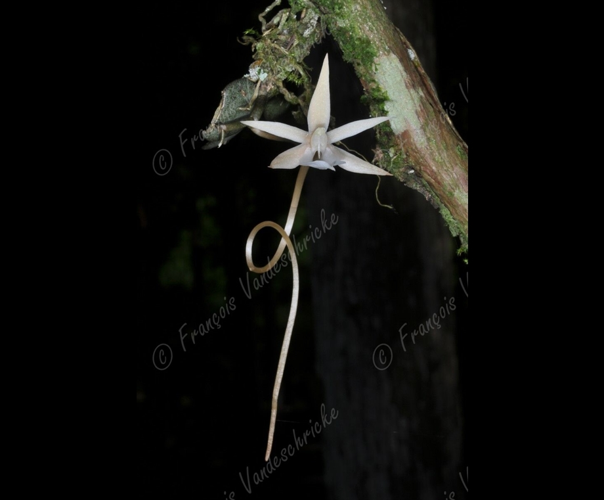 <i>Aerangis punctata</i> J.Stewart, 1986 &copy; F.Vandeschricke