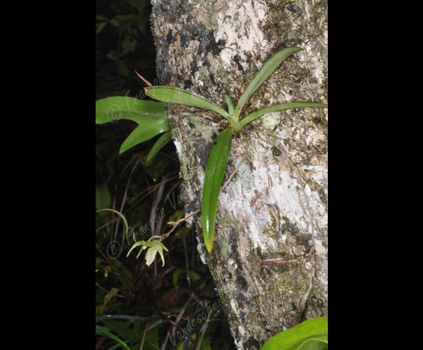 <i>Aeranthes strangulata</i> Frapp., 1895 &copy; F.Vandeschricke