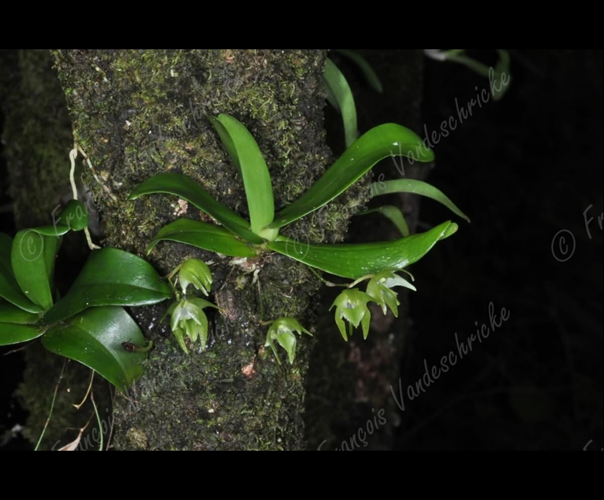 <i>Aeranthes tenella</i> Bosser, 1971 &copy; F.Vandeschricke