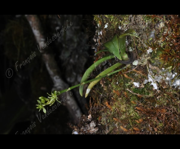 <i>Angraecopsis parviflora</i> (Thouars) Schltr., 1914 &copy; F.Vandeschricke