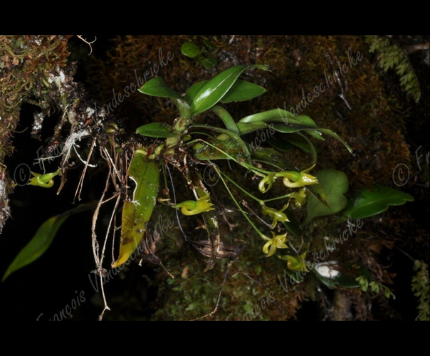 <i>Angraecum multiflorum</i> Thouars, 1822 &copy; F.Vandeschricke