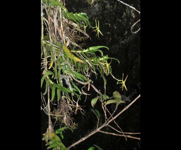 <i>Angraecum pingue</i> Frapp., 1895 &copy; F.Vandeschricke