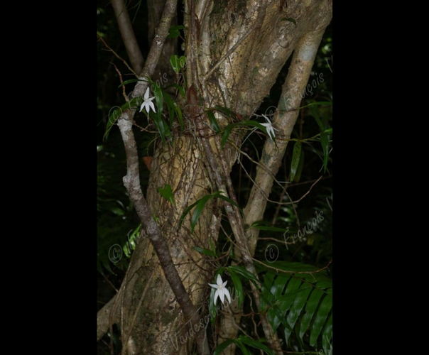 <i>Angraecum mauritianum</i> (Poir.) Frapp., 1880 &copy; F.Vandeschricke