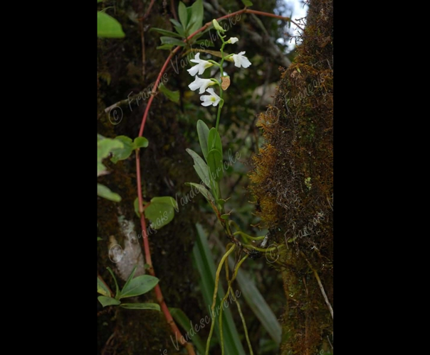 <i>Beclardia macrostachya</i> (Thouars) A.Rich., 1828 &copy; F.Vandeschricke