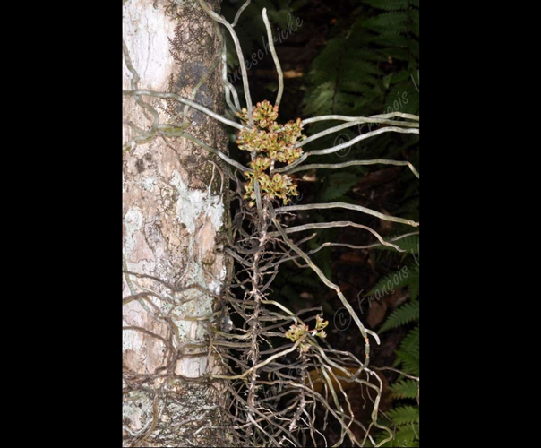 <i>Microcoelia aphylla</i> (Thouars) Summerh., 1936 &copy; F.Vandeschricke