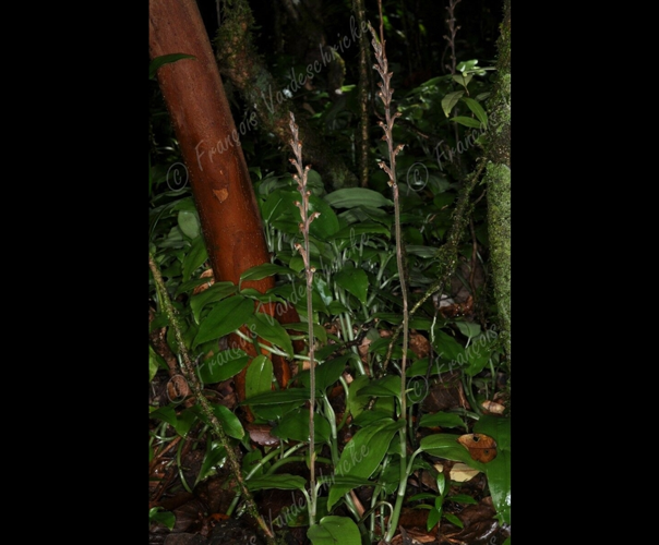 <i>Goodyera viscosa</i> Rchb.f., 1877 &copy; F.Vandeschricke
