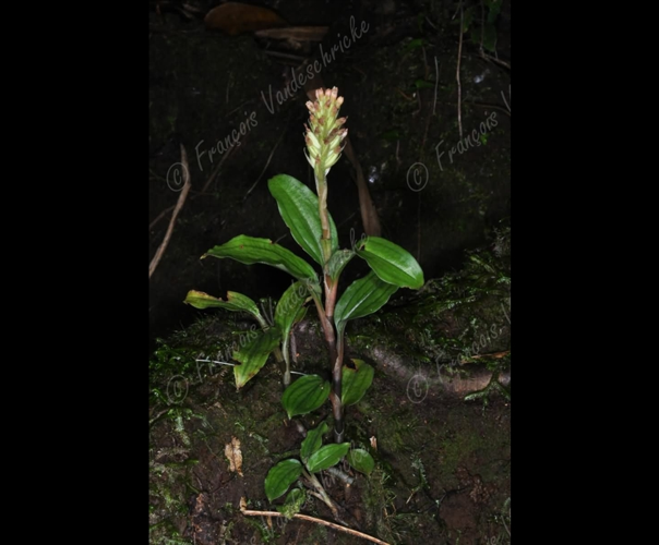 <i>Platylepis densiflora</i> Rolfe, 1906 &copy; F.Vandeschricke