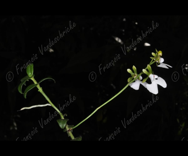 <i>Oeonia rosea</i> Ridl., 1885 &copy; F.Vandeschricke
