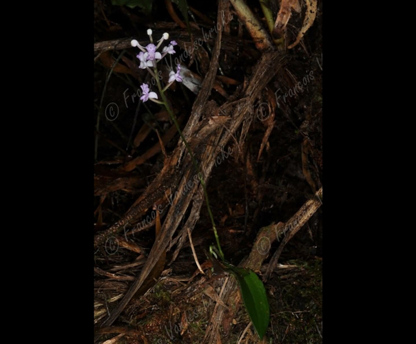 <i>Cynorkis ridleyi</i> T.Durand & Schinz, 1894 &copy; F.Vandeschricke