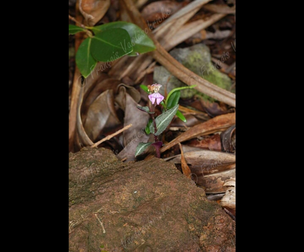 <i>Disperis cordata</i> Sw., 1800 &copy; F.Vandeschricke