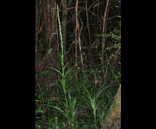 <i>Habenaria praealta</i> (Thouars) Spreng., 1826 &copy; F.Vandeschricke