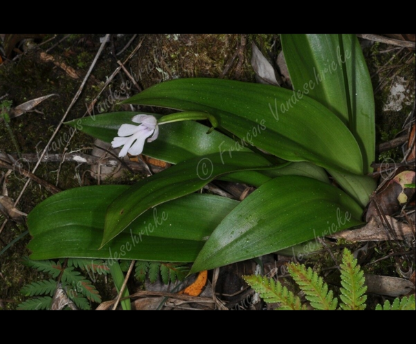<i>Cynorkis purpurascens</i> variante blanche Thouars, 1822 &copy; F.Vandeschricke