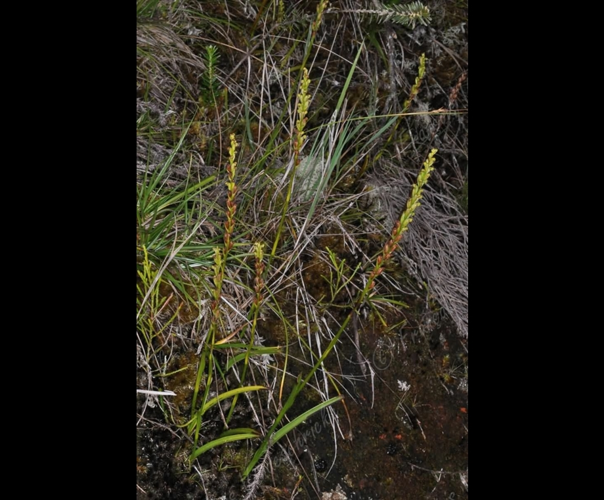 <i>Tylostigma perrieri</i> Schltr., 1916 &copy; F.Vandeschricke