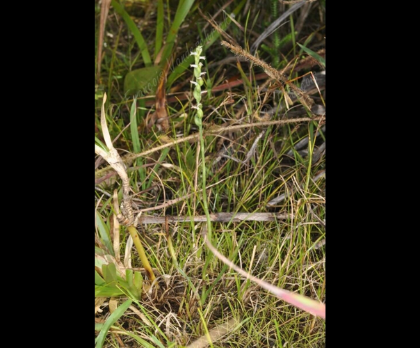 <i>Spiranthes sinensis</i> (Pers.) Ames, 1908 &copy; F.Vandeschricke