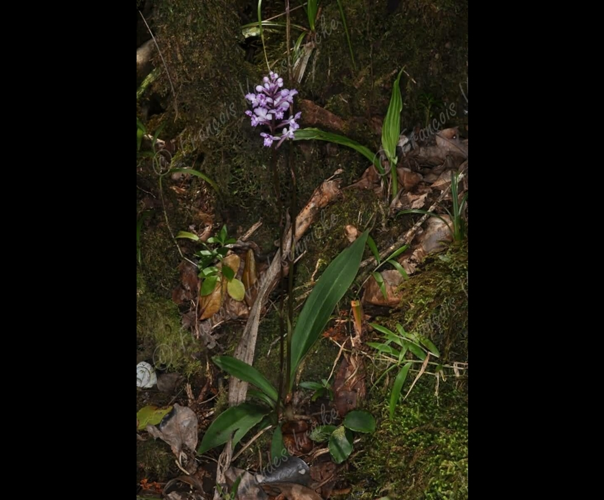<i>Cynorkis squamosa</i> (Poir.) Lindl., 1835 &copy; F.Vandeschricke