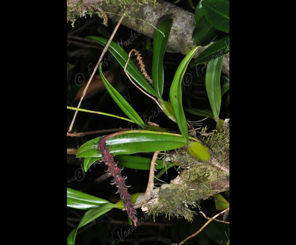 <i>Bulbophyllum clavatum</i> Thouars, 1822 &copy; F.Vandeschricke
