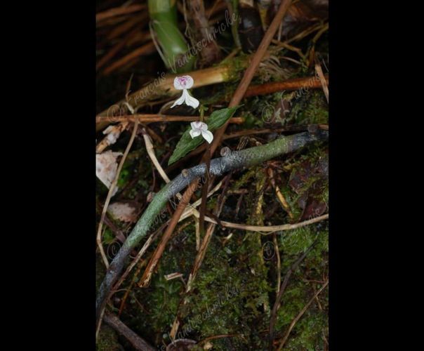 <i>Disperis oppositifolia</i> Sm., 1819 &copy; F.Vandeschricke