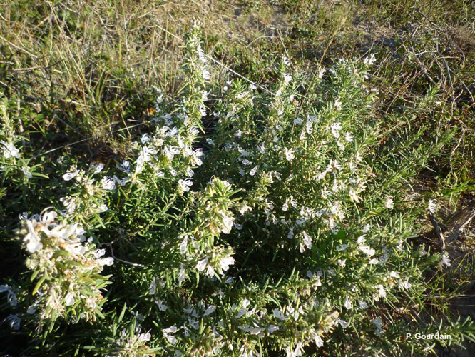 <i>Rosmarinus officinalis</i> L., 1753 &copy; P. Gourdain