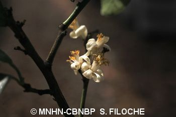 <i>Citrus medica</i> L., 1753 &copy; MNHN-CBNBP S. Filoche