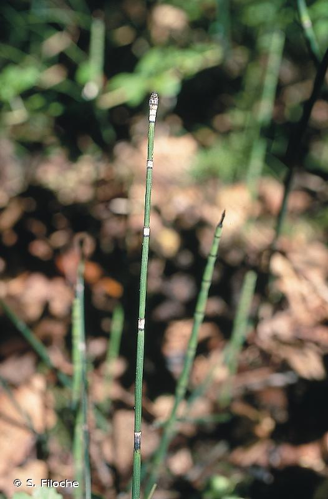 <i>Equisetum hyemale</i> L., 1753 &copy; S. Filoche