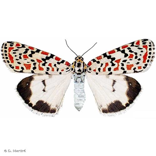 <i>Utetheisa pulchella pulchella</i> (Linnaeus, 1758) &copy; D. Martiré
