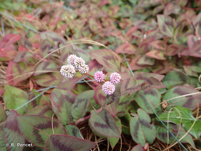 <i>Persicaria capitata</i> (Buch.-Ham. ex D.Don) H.Gross, 1913 &copy; R. Poncet