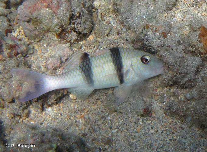 <i>Parupeneus trifasciatus</i> (Lacepède, 1801) &copy; P. Bourjon