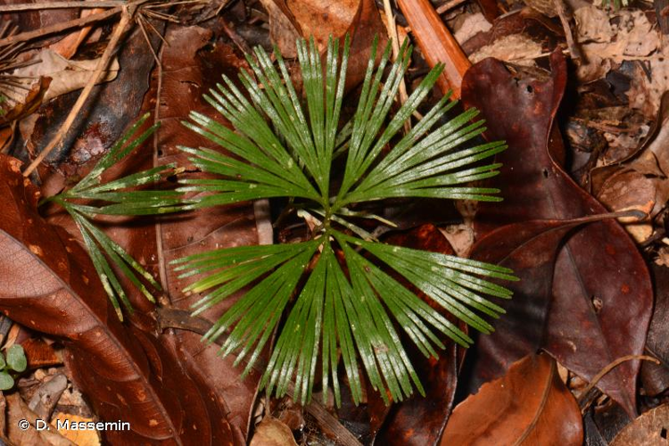 <i>Schizaea dichotoma</i> (L.) Sm., 1793 &copy; D. Massemin